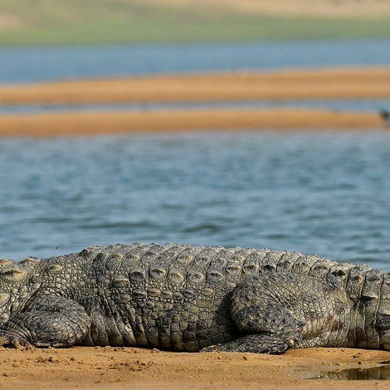 Chambal Wildlife Reserve