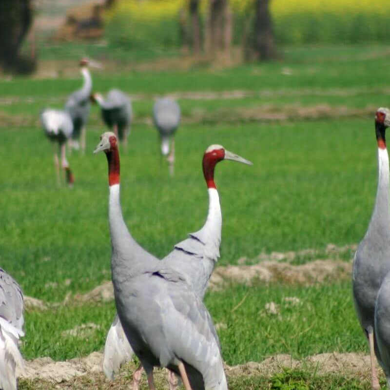 Chambal Wildlife Reserve