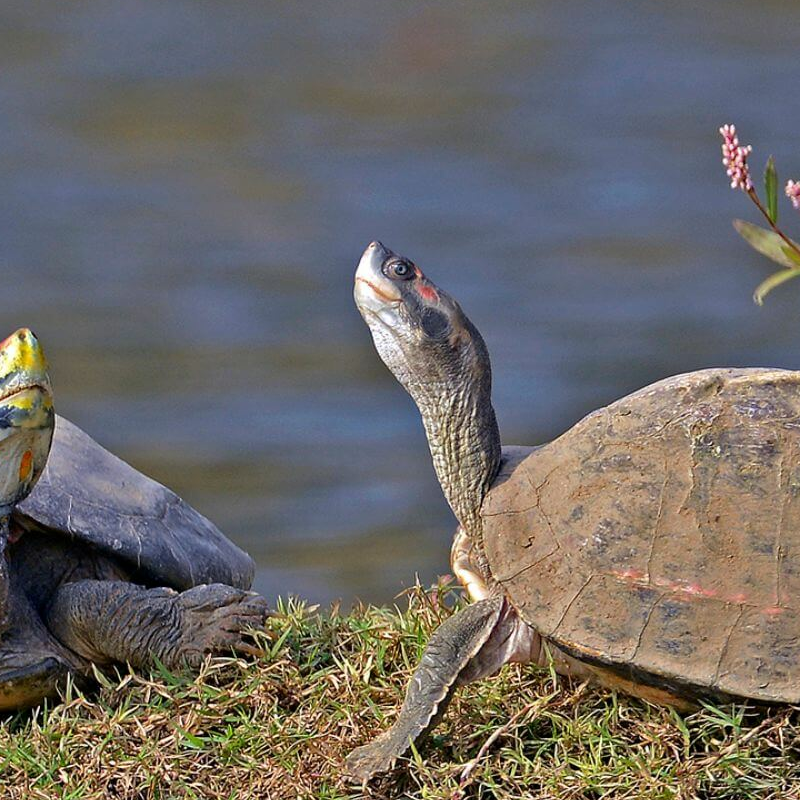 Chambal Wildlife Reserve