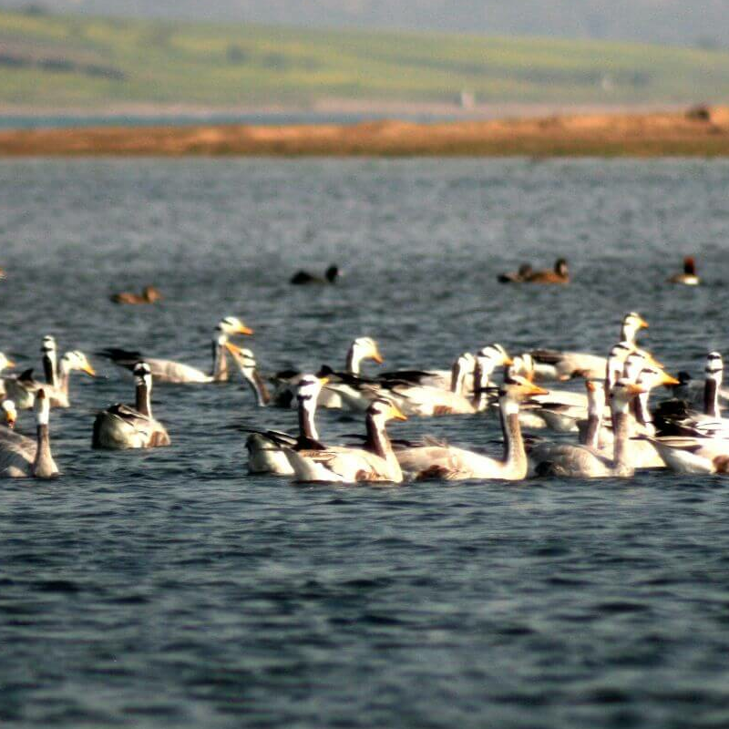 Chambal Wildlife Reserve