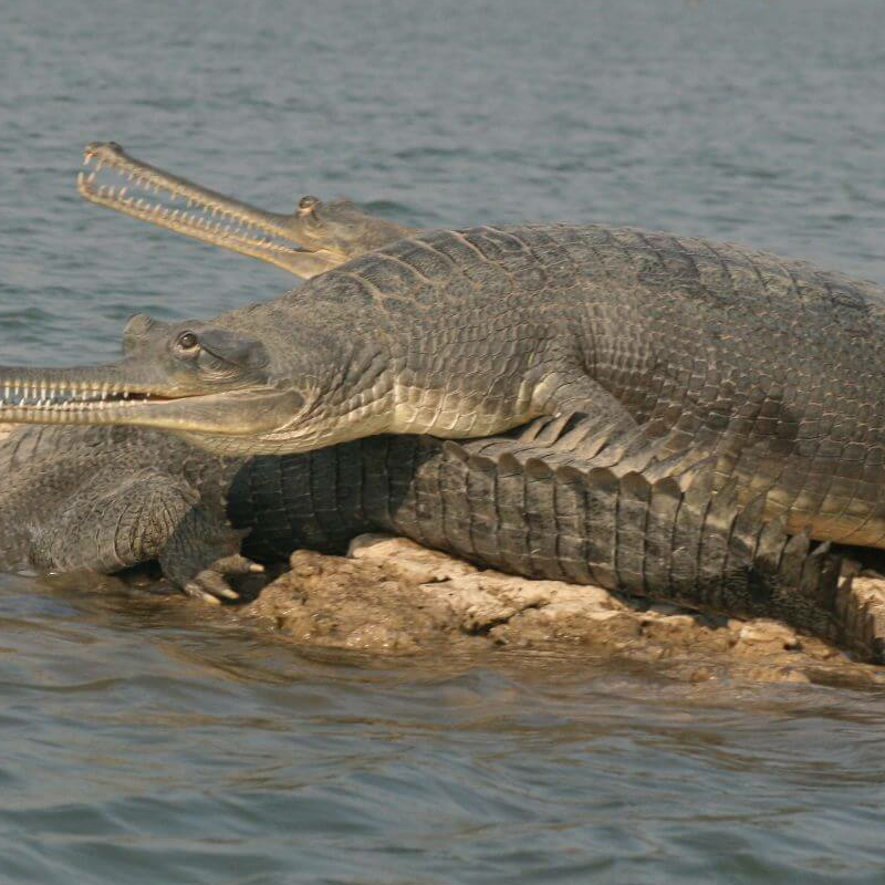 Chambal Wildlife Reserve