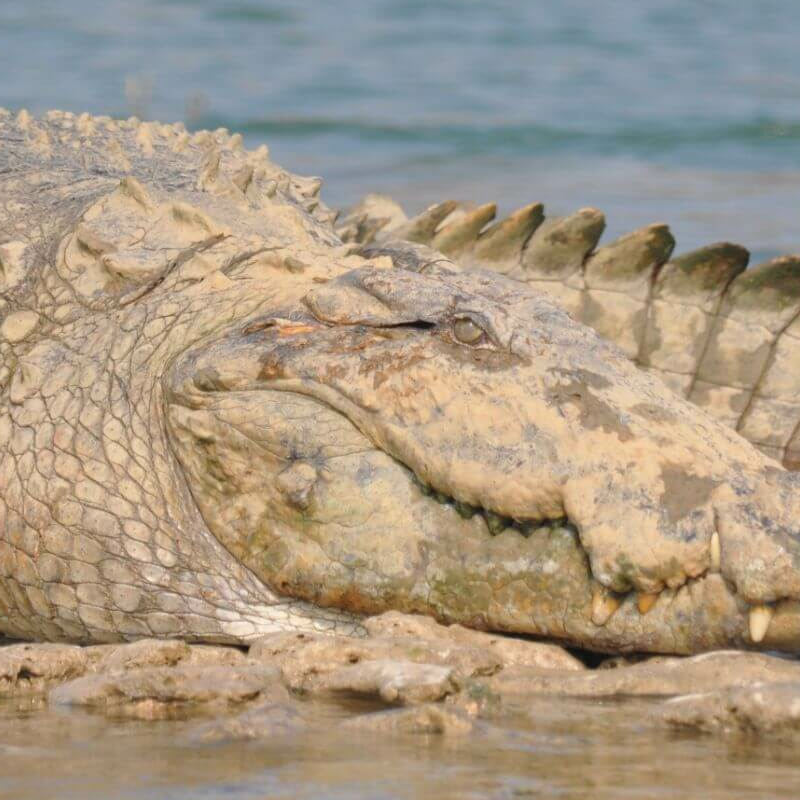 Chambal Wildlife Reserve