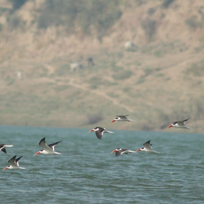 Chambal Wildlife Reserve