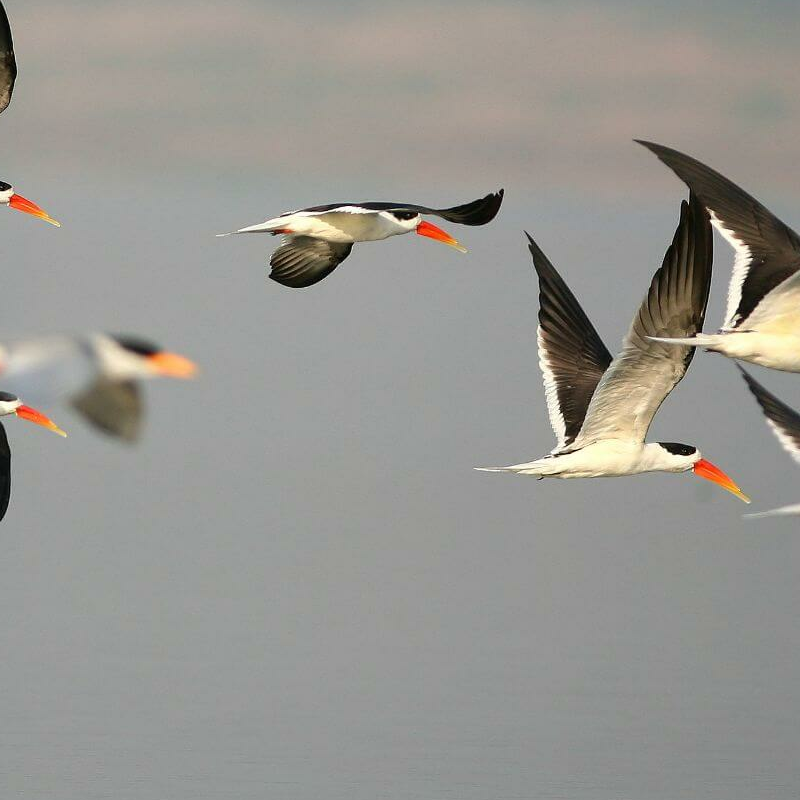 Chambal Wildlife Reserve