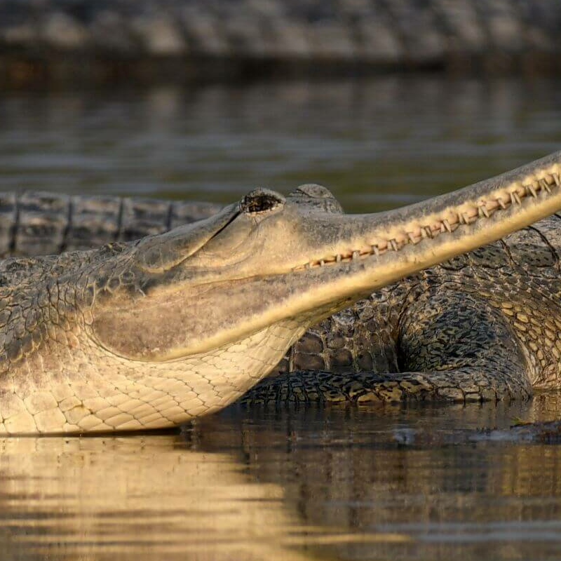 Chambal Wildlife Reserve
