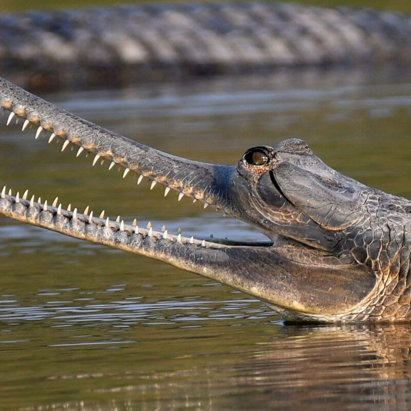 Chambal Wildlife Reserve