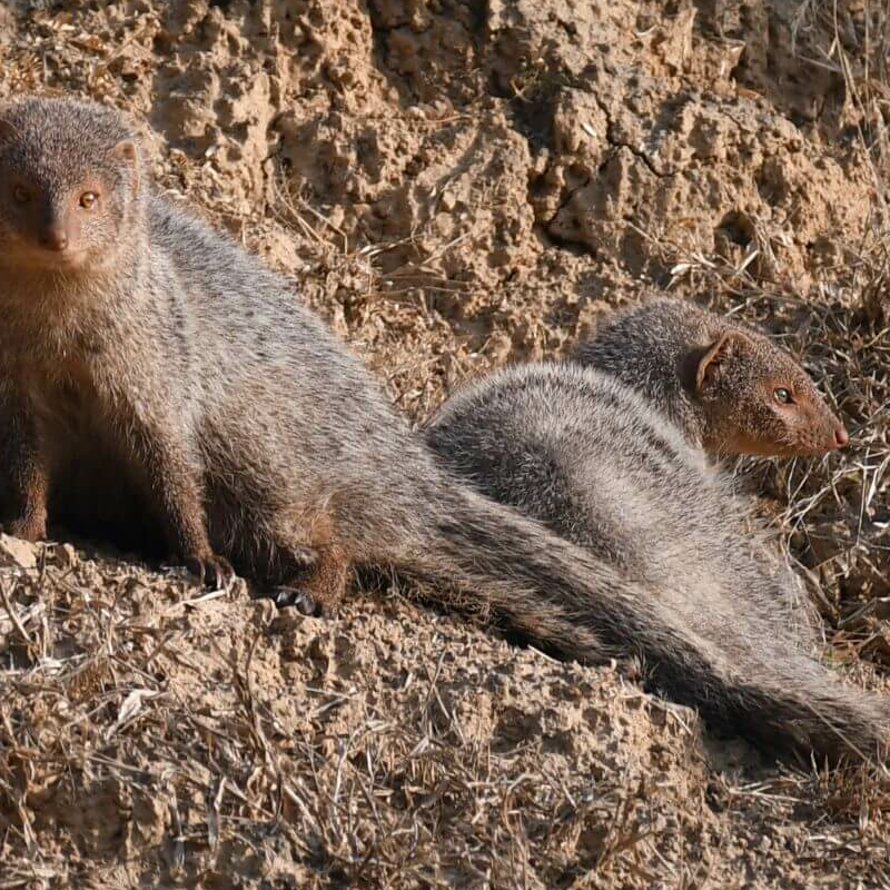 Chambal Wildlife Reserve