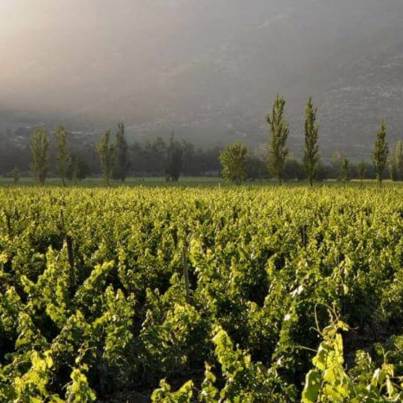 Chile Weinregion