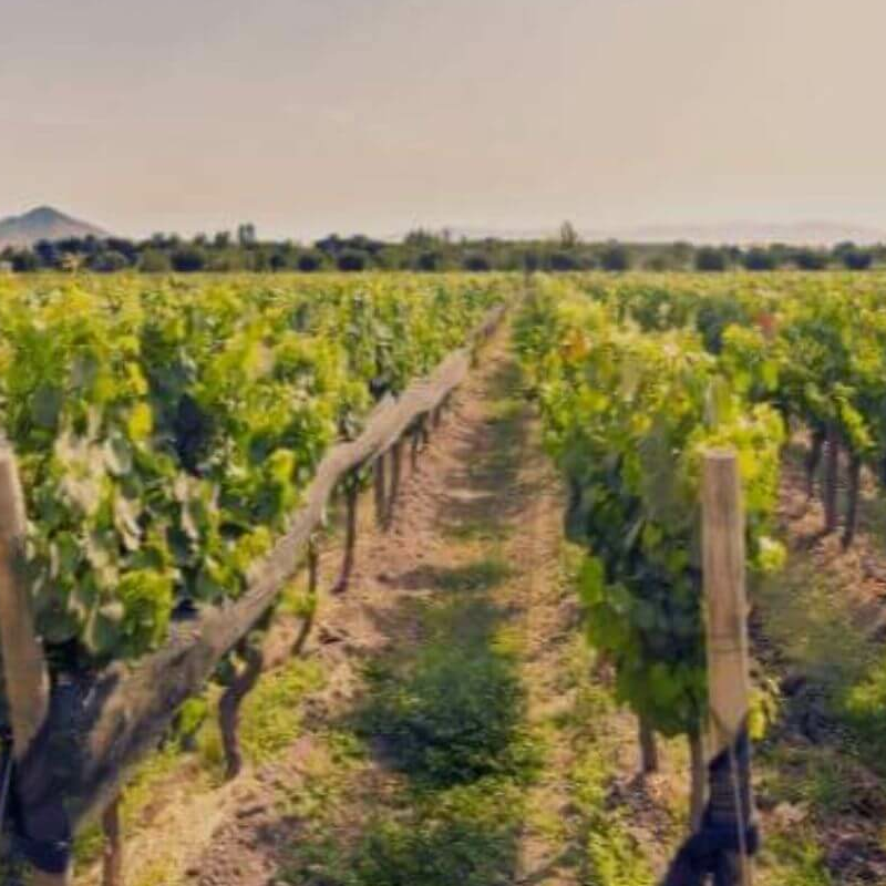 Chile Weinregion