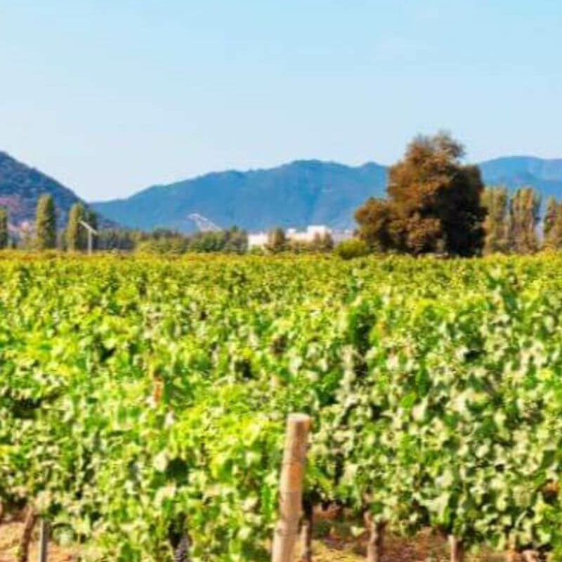 Chile Weinregion