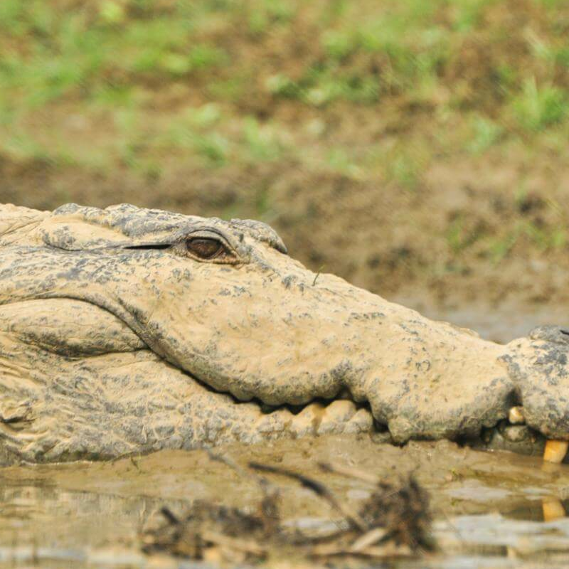 Chitwan-Nationalpark