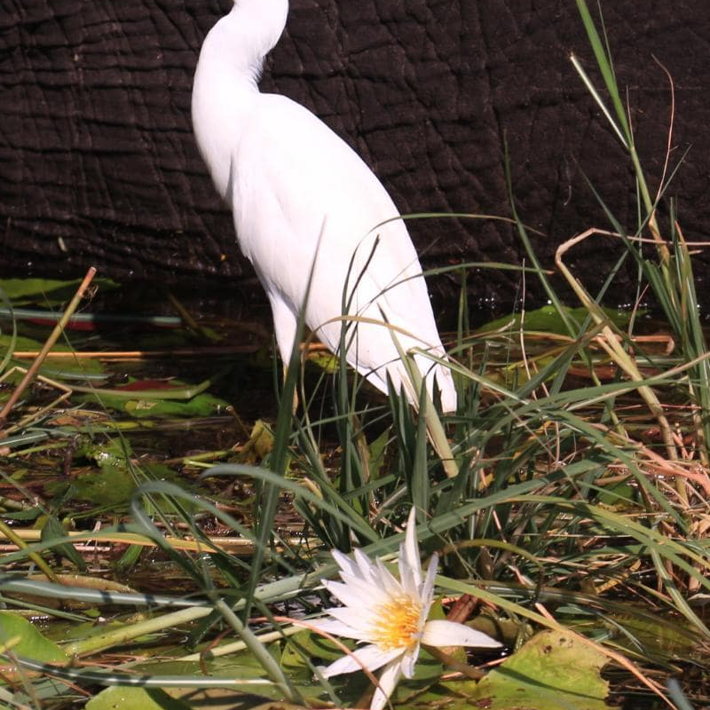 Chobe National Park