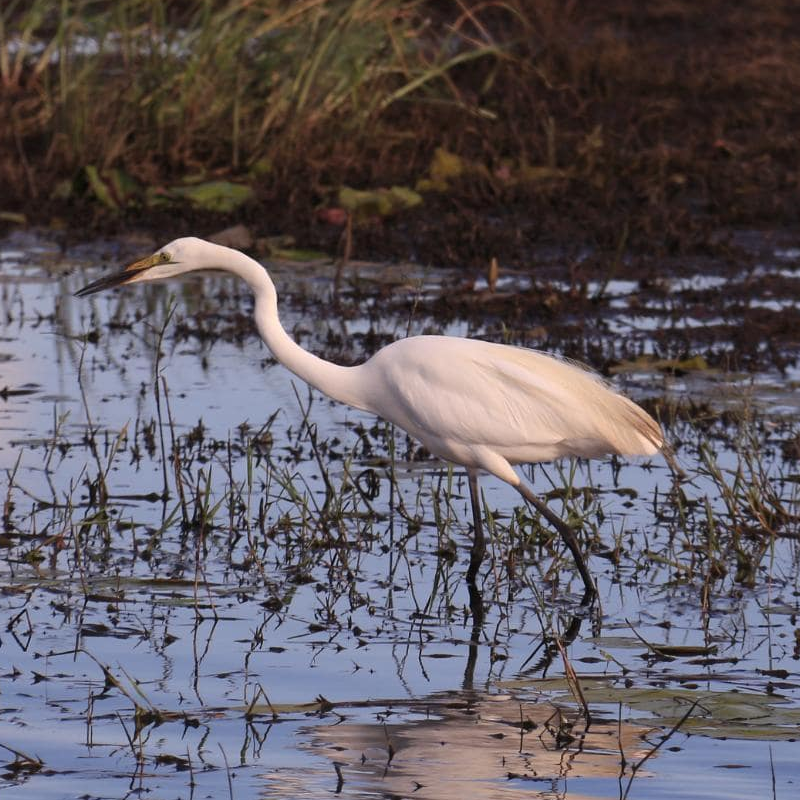 Chobe National Park