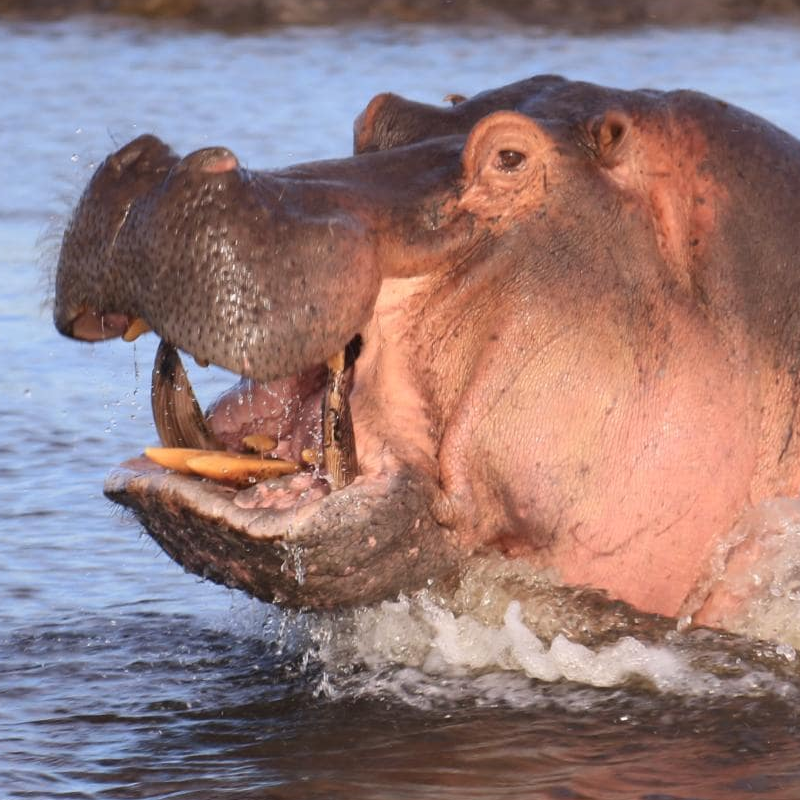 Chobe National Park