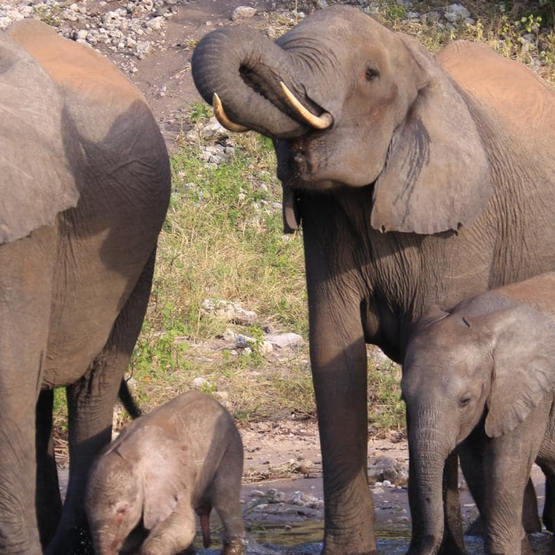 Chobe National Park