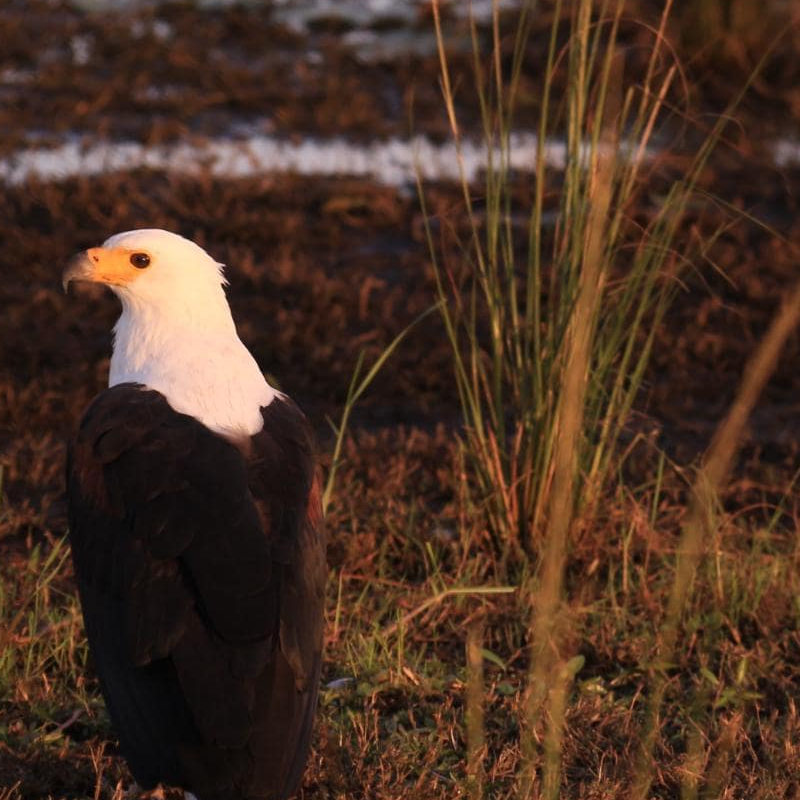 Chobe National Park