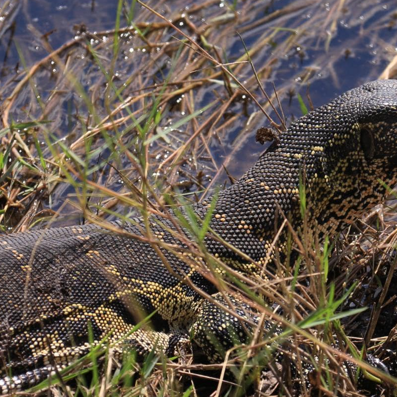 Chobe National Park