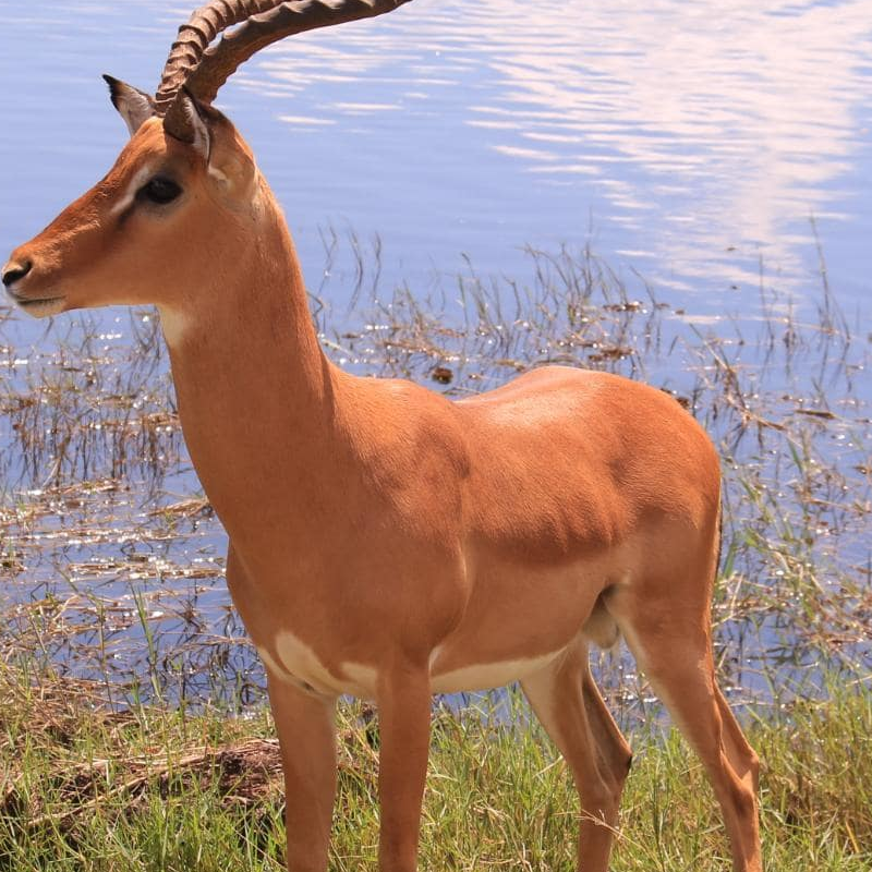 Chobe National Park