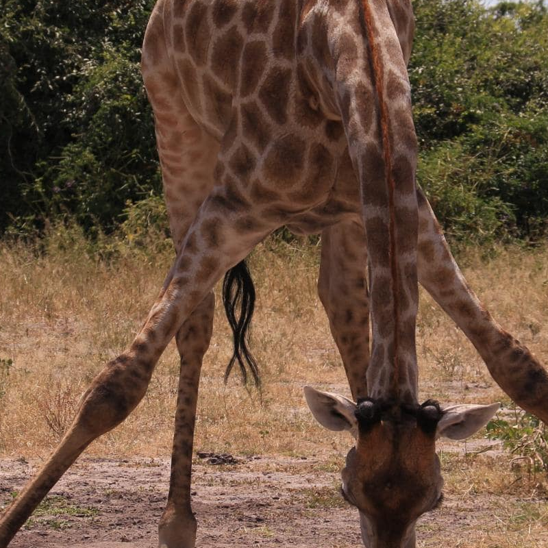 Chobe National Park