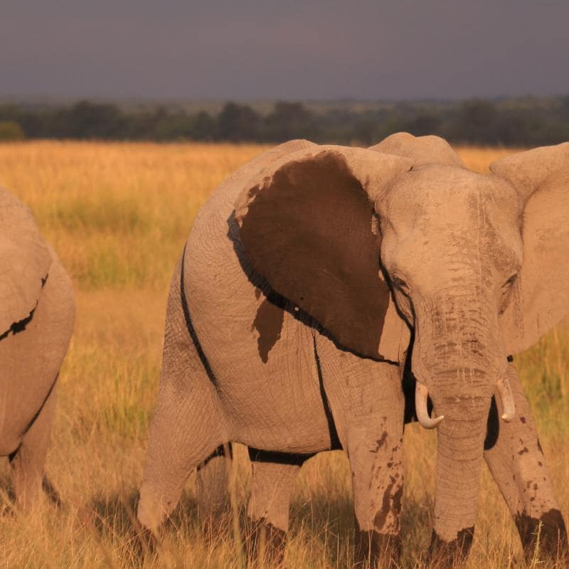 Chobe National Park