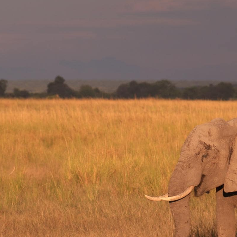 Chobe National Park