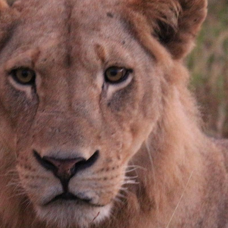 Chobe National Park
