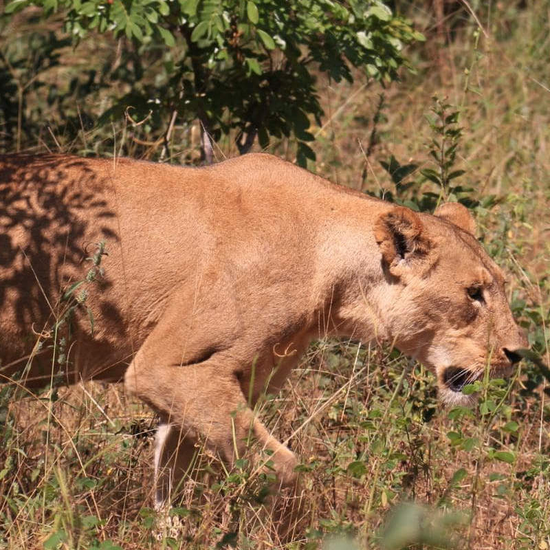 Chobe National Park