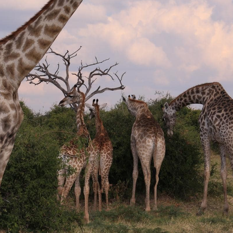 Chobe National Park