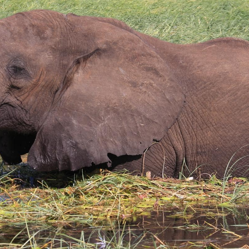 Chobe National Park