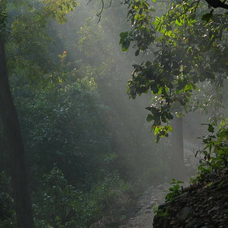 Corbett Tiger Reserve