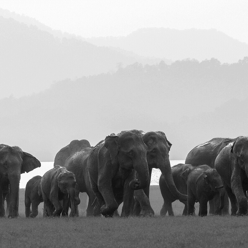 Corbett Tiger Reserve