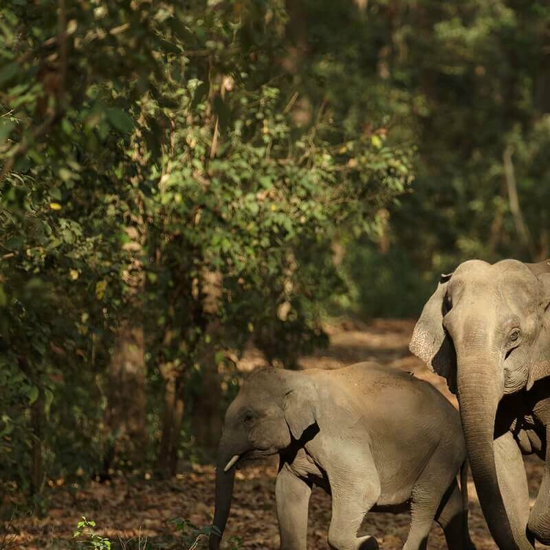 Corbett Tiger Reserve