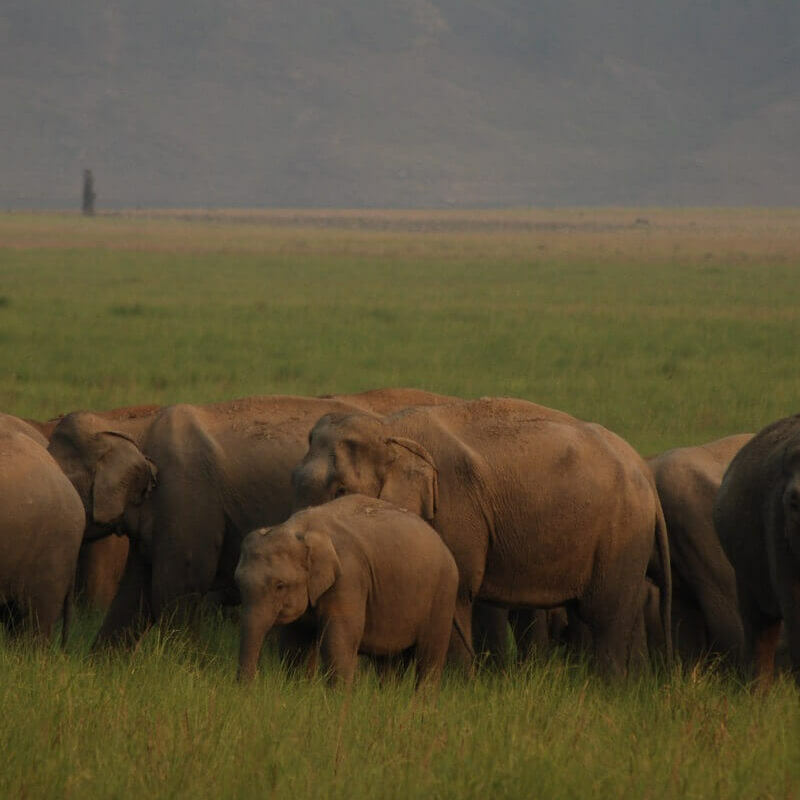 Corbett Tiger Reserve
