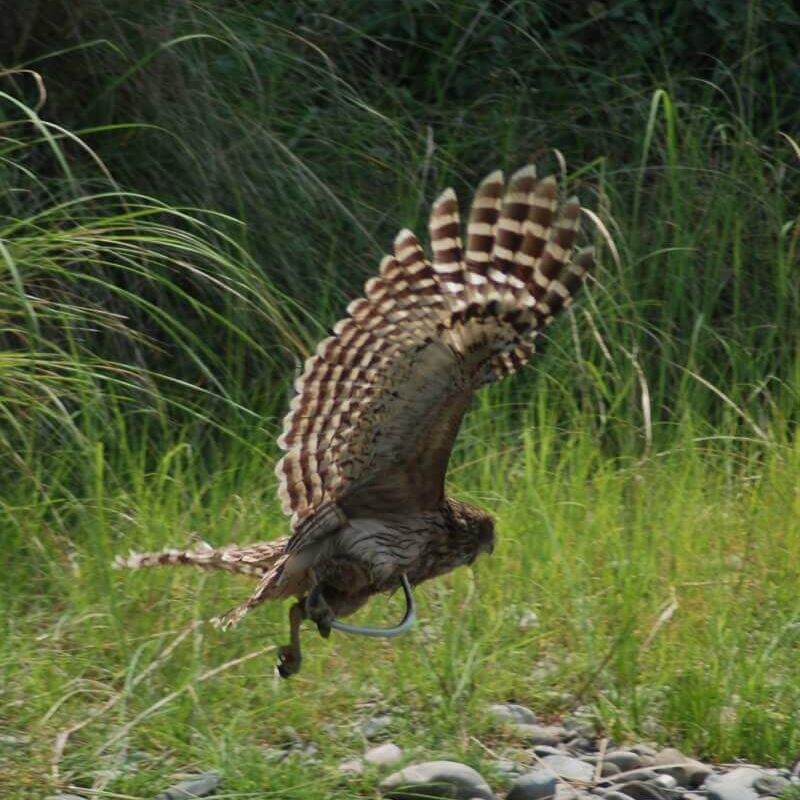 Corbett Tiger Reserve