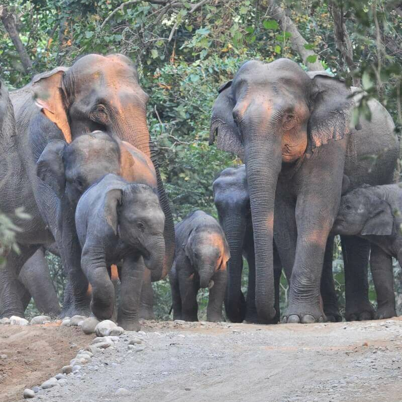 Corbett Tiger Reserve
