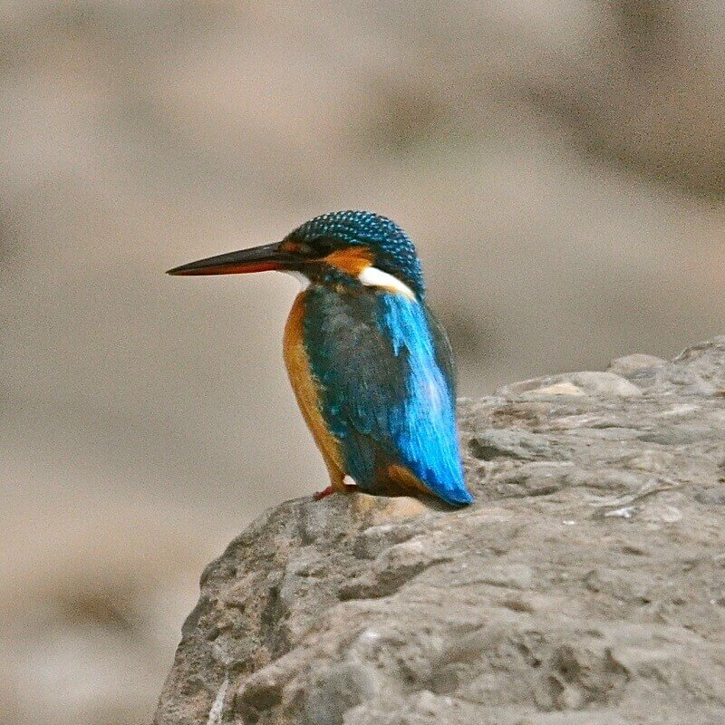 Corbett Tiger Reserve