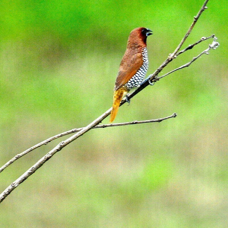 Corbett Tiger Reserve