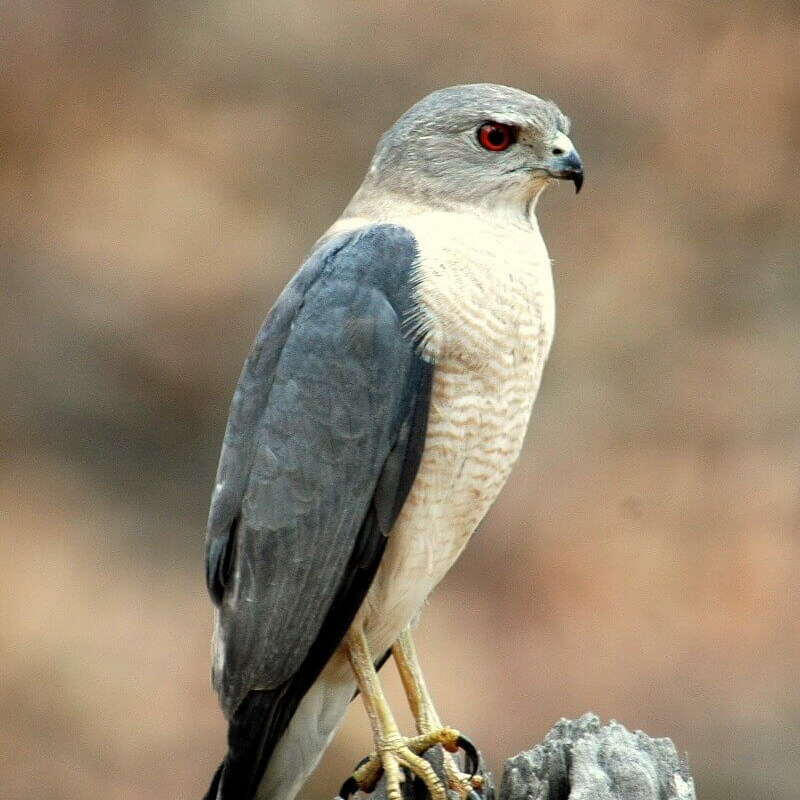 Corbett Tiger Reserve