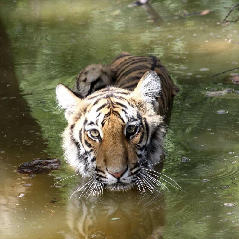 Corbett Tiger Reserve