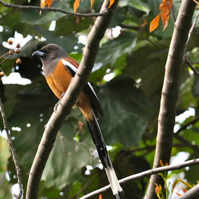 Corbett Tiger Reserve
