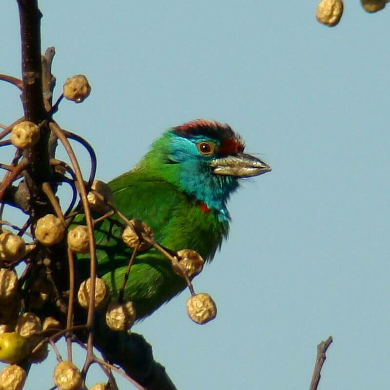 Corbett Tiger Reserve