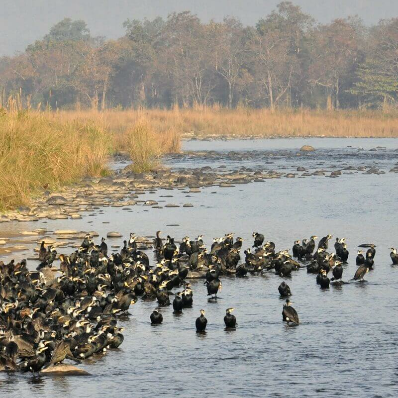 Corbett Tiger Reserve