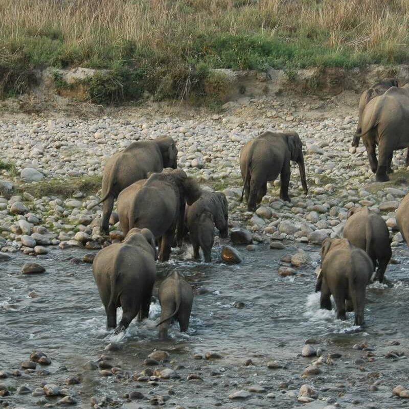 Corbett Tiger Reserve