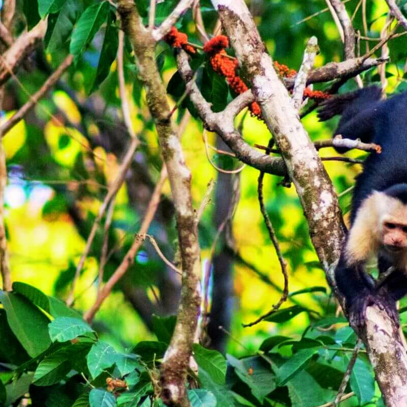 Corcovado Nationalpark