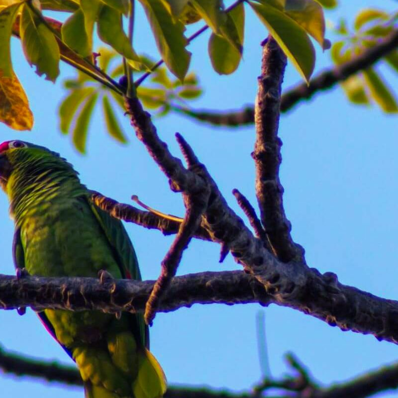 Corcovado Nationalpark