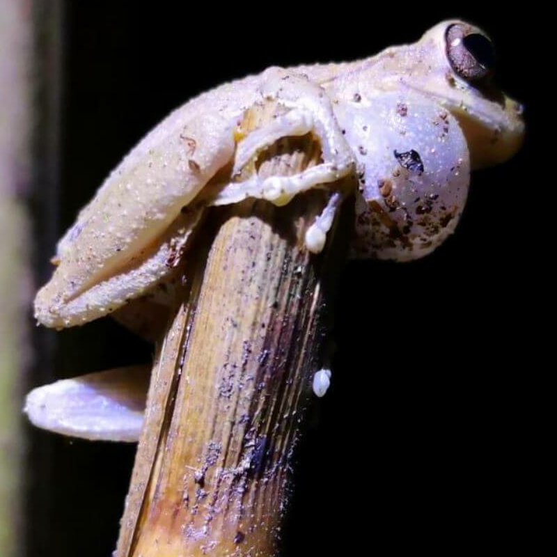 Corcovado Nationalpark