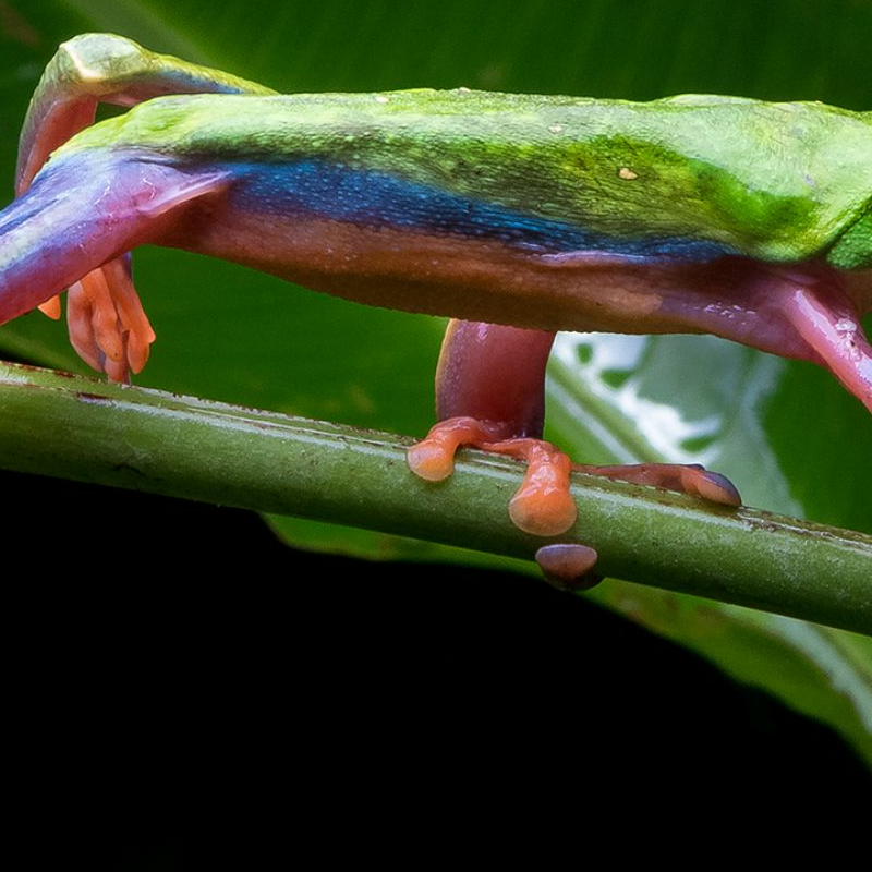 Costa Rica