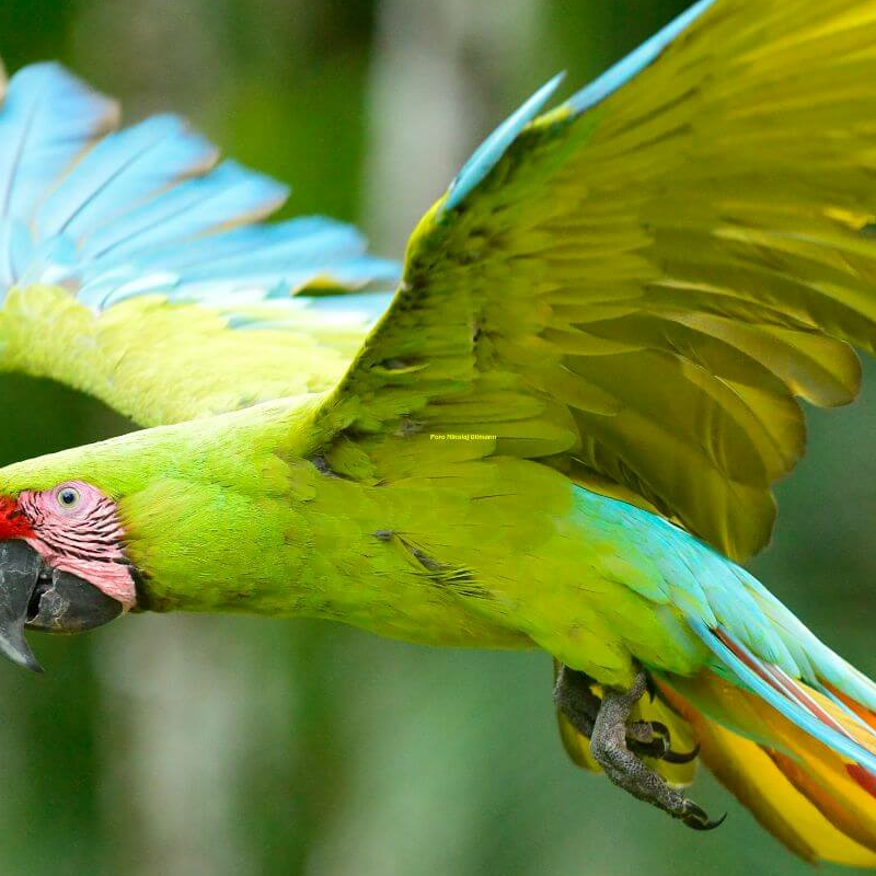 Costa Rica