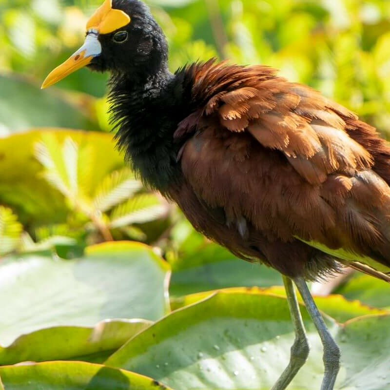 Costa Rica