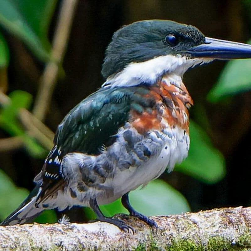Costa Rica